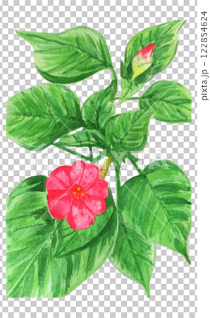 美麗綻放的紫茉莉 122854624