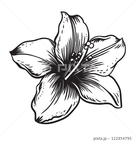 Garden flower on a white background. 122854795