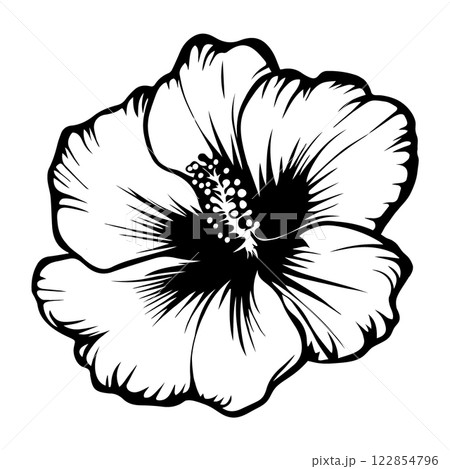 Garden flower on a white background. Garden flower on a white background. 122854796