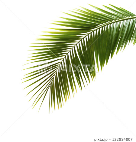 Palm tree isolated on white background 122854807
