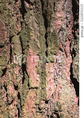 Conifer bark texture. tslose-up. wooden back ground. nature background.Vertical image. 122855215