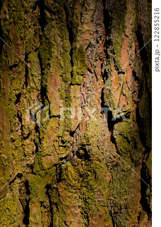 Conifer bark texture. tslose-up. wooden back ground. nature background.Vertical image. 122855216