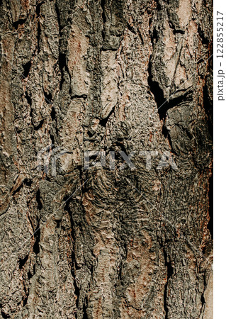 Conifer bark texture. tslose-up. wooden back ground. nature background.Vertical image. 122855217