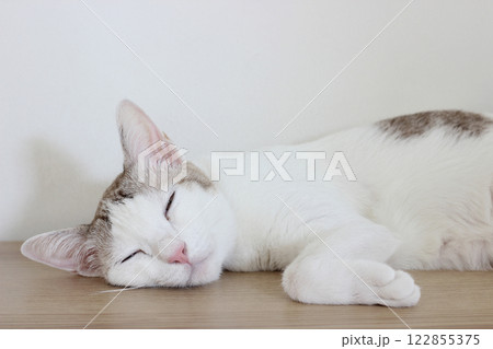 The cat sleep on the wooden table in white wall room 122855375