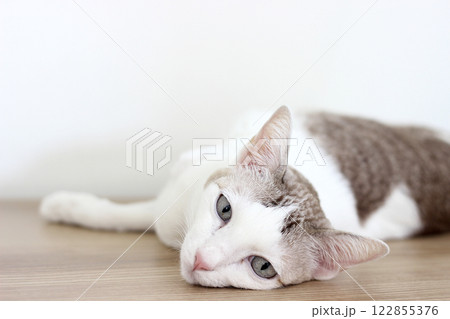 The cat lay on the wooden table in white wall room The cat lay on the wooden table in white wall room 122855376