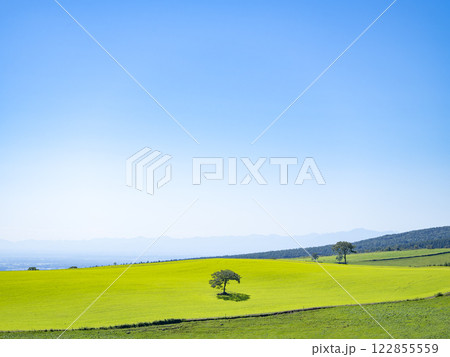 ナイタイ高原牧場の牧草地 ナイタイ高原牧場の牧草地 122855559