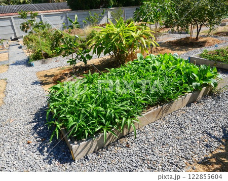 Green leaves of Water spinach or Morning glory and False pakchoi plant tree in vegetable plot in garden Green leaves of Water spinach or Morning glory and False pakchoi plant tree in vegetable plot in garden 122855604