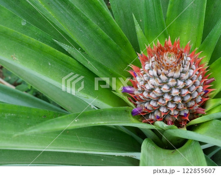 Pineapple blossom with green leaves in background, The purple petals of the flower spring on the fruit Pineapple blossom with green leaves in background, The purple petals of the flower spring on the fruit 122855607