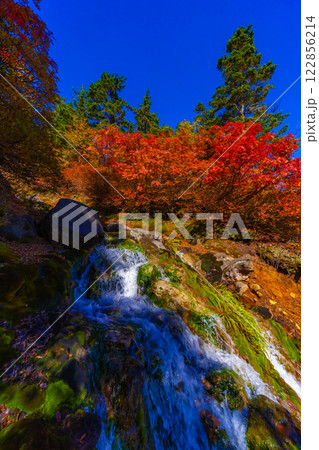 ナナカマドの紅葉 ナナカマドの紅葉 122856214