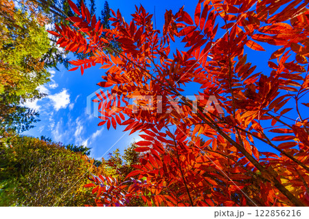 ナナカマドの紅葉 122856216