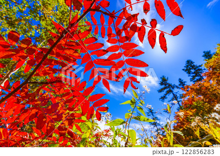 ナナカマドの紅葉 122856283