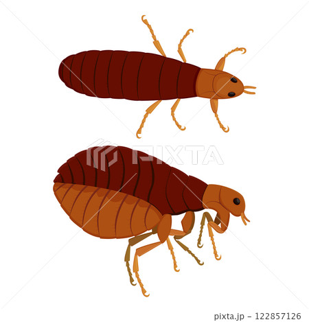 Flea insect pest parasite in top and side positions Flea insect pest parasite in top and side positions 122857126