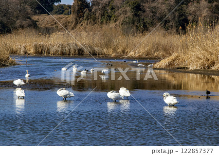 常総市の菅生沼に飛来した白鳥の群れ 122857377