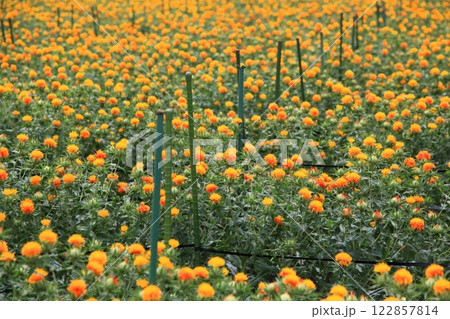 満開の紅花畑 122857814