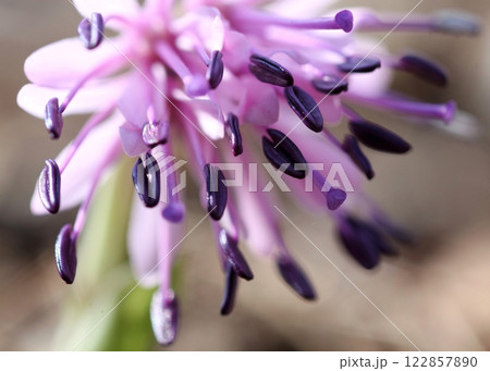 ショウジョウバカマの花 ショウジョウバカマの花 122857890