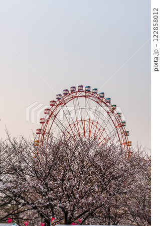 (とやまビューポイント)富山 魚津市 ミラージュランド 桜と観覧車 4月 (とやまビューポイント)富山 魚津市 ミラージュランド 桜と観覧車 4月 122858012