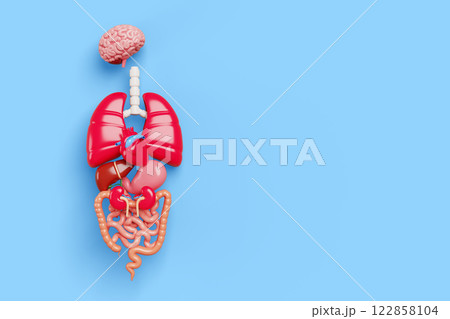 3d anatomy human body internal organs banner. Medical poster with brain, heart, lungs, liver, stomach, kidneys, intestine on blue background. Nervous system, cardiovascular, digestive. 3D illustration 122858104
