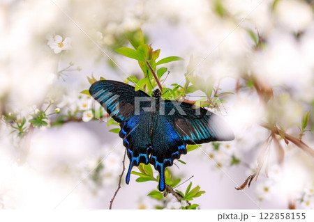 北海道栗山町、花の蜜を吸うカラスアゲハ【5月】 北海道栗山町、花の蜜を吸うカラスアゲハ【5月】 122858155
