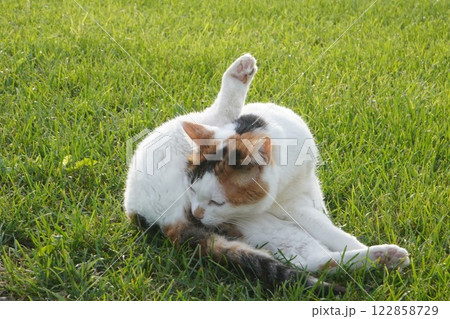 芝生で毛繕いする三毛猫 芝生で毛繕いする三毛猫 122858729