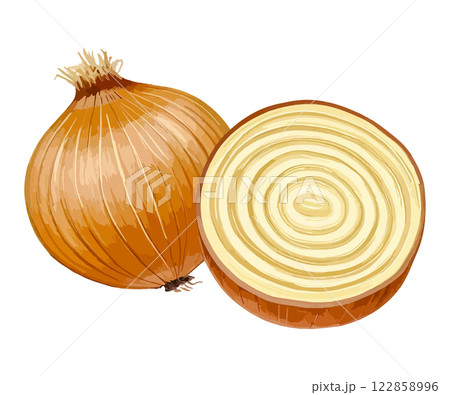 カットした玉ねぎの水彩風イラスト　生成AI 122858996
