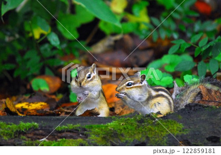 エゾシマリス 122859181