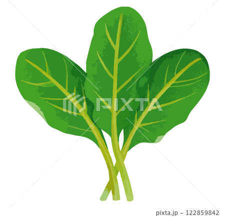 シンプルなほうれん草のイラスト　生成AI 122859842