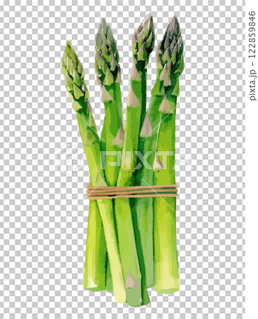 Watercolor illustration of asparagus - AI generation 122859846