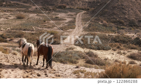 pair of horse run on the  Issyk-Kul lakeside.  Kyrgyzstani is nomads in central asia 122860288