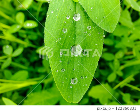 water drops on green leaf 122860833