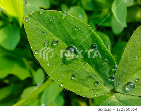 water drops on green leaf water drops on green leaf 122860854