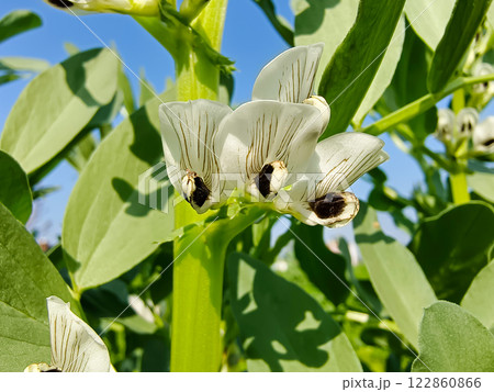 Broad bean (Vicia faba) flowers in the field. Broad bean (Vicia faba) flowers in the field. 122860866