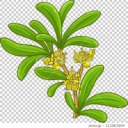 Argan Branch Colored Detailed Illustration. Argan Branch Colored Detailed Illustration. 122861604