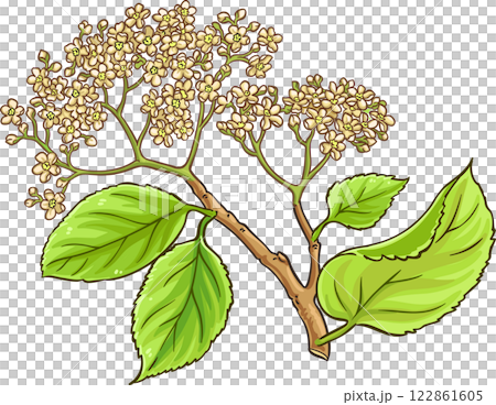 Black Rowan Branch with Flowers Colored Detailed Illustration 122861605