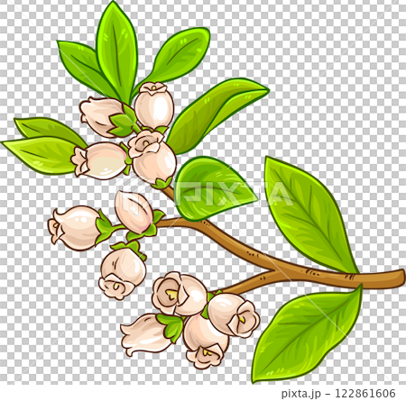 Blueberry Branch with Flowers Colored Detailed Illustration Blueberry Branch with Flowers Colored Detailed Illustration 122861606