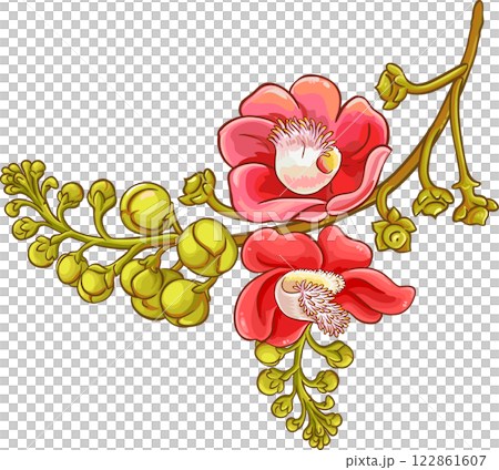 Brazil Nut Flowers Colored Detailed Illustration. Brazil Nut Flowers Colored Detailed Illustration. 122861607