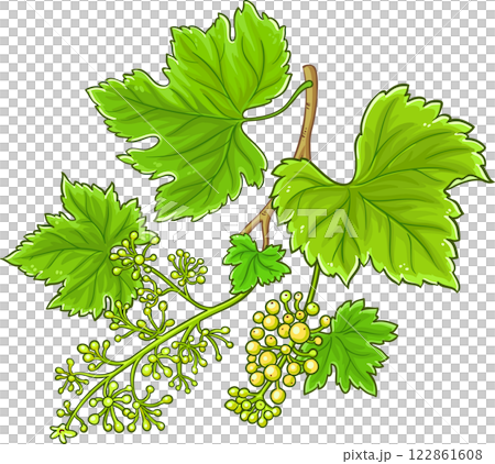 Grapes Branch with Berries and Leaves Colored Detailed Illustration. Organic natural nutritional healthy food ingredient, vegetarian diet product. Grapes Branch with Berries and Leaves Colored Detailed Illustration. Organic natural nutritional healthy food ingredient, vegetarian diet product. 122861608