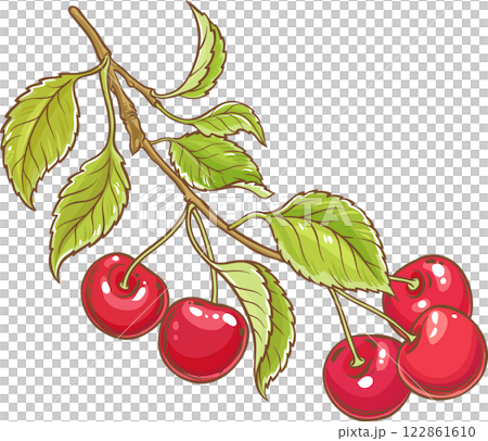 Cherry Branch with Berries Colored Detailed Illustration. Organic natural nutritional healthy food ingredient, vegetarian diet product. Cherry Branch with Berries Colored Detailed Illustration. Organic natural nutritional healthy food ingredient, vegetarian diet product. 122861610