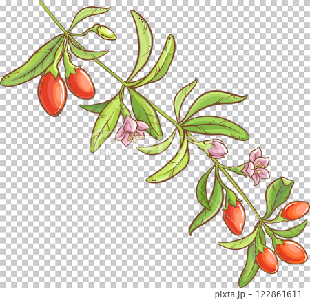 Goji Branch with Flowers, Berries and Leaves Colored Detailed Illustration. Organic natural nutritional healthy food ingredient, vegetarian diet product. Goji Branch with Flowers, Berries and Leaves Colored Detailed Illustration. Organic natural nutritional healthy food ingredient, vegetarian diet product. 122861611
