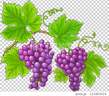 Grapes Branch Colored Detailed Illustration. Grapes Branch Colored Detailed Illustration. 122861614