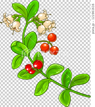 Lingonberry Branch Colored Detailed llustration 122861616