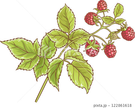 Raspberry Branch Colored Detailed Illustration. 122861618