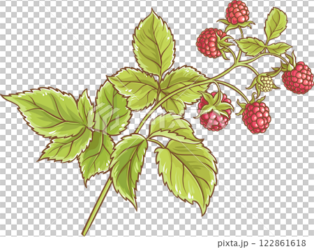 Raspberry Branch Colored Detailed Illustration. 122861618