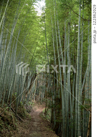 高野山町石道(172町石付近)　【和歌山県九度山町】 122862029