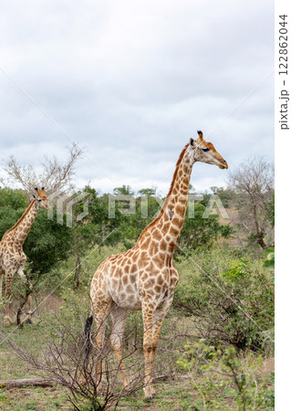 Two giraffes walks through the savannah in South Africa Two giraffes walks through the savannah in South Africa 122862044