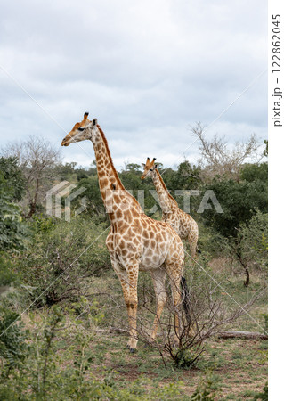 Two giraffes walks through the savannah in South Africa Two giraffes walks through the savannah in South Africa 122862045