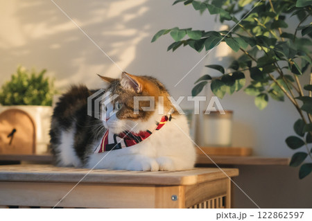 pet care concept with cat wear cloth and play with owner in living room 122862597