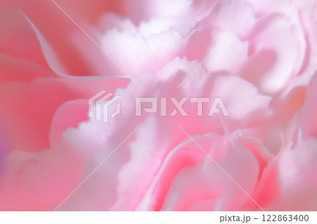 ピンク色の花びら　カーネーション 122863400