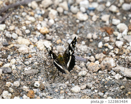 アカマダラ 122863484