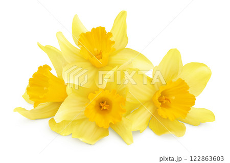 Daffodil flower or narcissus isolated on white background with full depth of field Daffodil flower or narcissus isolated on white background with full depth of field 122863603