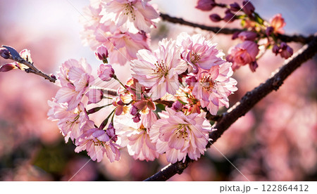 Stunning and Beautiful Cherry Blossoms in Full Bloom, Captivating Natures Splendor 122864412